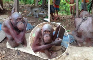 Skrajnie wychudzony orangutan uwięziony na łańcuchu. Z głodu stracił nawet włosy