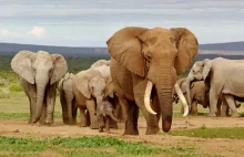Słonie po latach wciąż odczuwają utratę bliskich