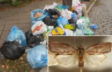 Larwy ćmy pomogą oczyścić ziemię z śmieci,okazuje się że trawią plastikową folię