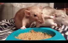 Szczurki przepychają się przy jedzeniu.
