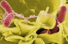 Rewolucyjny system produkowania morfiny przez E.coli