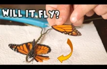 Proteza skrzydła motyla