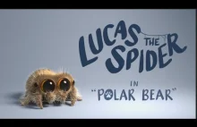 Mały słodziutki pajączek Lukas i jego nowy towarzyszysz - Niedźwiedź polarny!