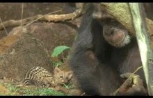 Empatia szympansów - opieka nad młodą żenetą