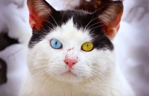 Heterochromia iridum czyli różnobarwność tęczówek. U naszych domowych pupili.