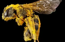 Niesamowite zdjęcia pszczół - 8 zdjęć