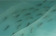 W Japonii zamknięto lodowisko z rybami zamrożonymi żywcem w tafli lodu