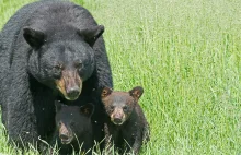 Alaska: ojciec i syn zastrzelili hibernującą niedźwiedzicę i jej młode