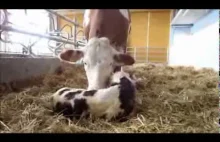 Nowoczesne technologie w hodowli bydła mlecznego