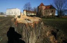 We Wrocławiu wycięto 30 tysięcy drzew, ale urzędnicy wolą o tym nie...