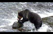 Niedźwiedź grizli łowi łosia w rzece