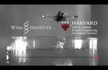RoboBee - microrobot z Harvarda który potrafi latać i pływać