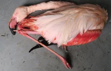 Czechy – Trzech gówniarzy w wieku 5, 6 i 8 lat skatowały flaminga w...