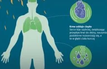 Co się dzieje z ludzkim ciałem, gdy panują upały? [INFOGRAFIKA]