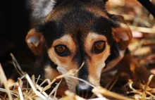 Lublin: Nieznany sprawca truje psy na posesjach