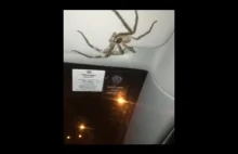 Kobieta wraca do domu z wielkim pająkiem tuż nad jej głową