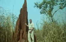 Imponująca kolonia termitów