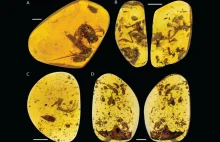 Prehistoryczna żaba zachowana w bursztynie