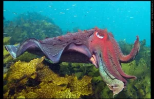 Odwiedź ten podwodny, egzotyczny świat dzięki Google Street View