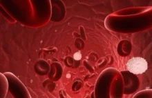 Wyniki badań krwi – morfologia