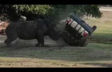 Nosorożec atakuje i przewraca samochód w parku Serengeti