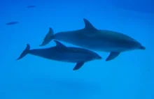 Delfiny - muslimy oceanów :)