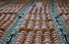 Holenderska agencja ostrzega przed skażonymi jajkami z Polski.