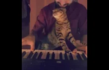 muzyka dla kota