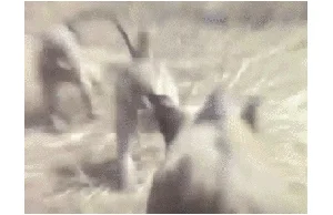 Monkeys ride a boar trying to get away from chasing tribe