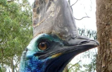 Kazuary - najniebezpieczniejsze ptaki na świecie.