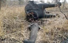 Masakra ponad 200 słoni w Kamerunie... nie daję +18 niech wszyscy zobaczą!
