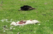 Środkami owadobójczymi zabił 420 orłów
