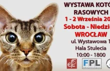 Międzynarodowa wystawa kotów rasowych już we wrześniu!