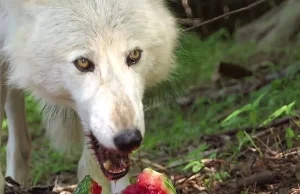Wilki jedzą arbuz