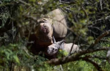 Samica nosorożca, której kłusownicy 3 lata wcześniej wycięli róg urodziła młode.