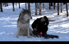 Ładna pani bawi się z wielkimi wilkami