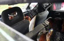 Gęsi, kaczki i kury... Mobilny kurnik w samochodzie
