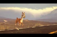 Caminandes 1: Llama Drama