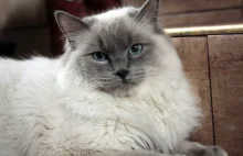 Koty rasy Ragdoll Rzeszów