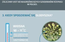 Słodyszek rzepakowy - 5 rzeczy, które musisz o nim wiedzieć