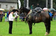 Przegląd Klaczy Ras Zimnokrwistych w Sulimach | Giżycko