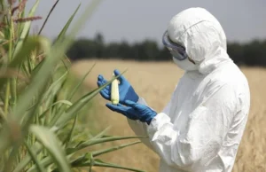 Monsanto i UE fałszowała rezultaty badań nad GMO