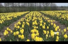 IX Międzynarodowe Targi Tulipanów 2017 Chrzypsko Wielkie