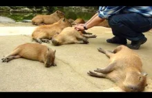 Podrap kapibarę
