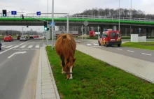 Koń pasący się w centrum Białegostoku. Nietypowa interwencja straży...