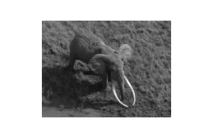 Kłusownicy zabili jednego z najstarszych słoni. Strasznie to przykre.