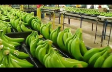 Jak rosna banany na plantacjach...