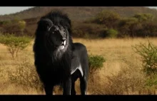 Czy czarne lwy istnieją? [ENG]