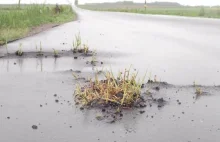 Zboże wyrasta spod asfaltu na drodze, którą otwierał premier Morawiecki