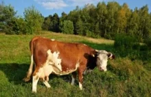 Rolnicy... wiozą krowę Kaczyńskiemu. "Zostanie na Nowogrodzkiej"